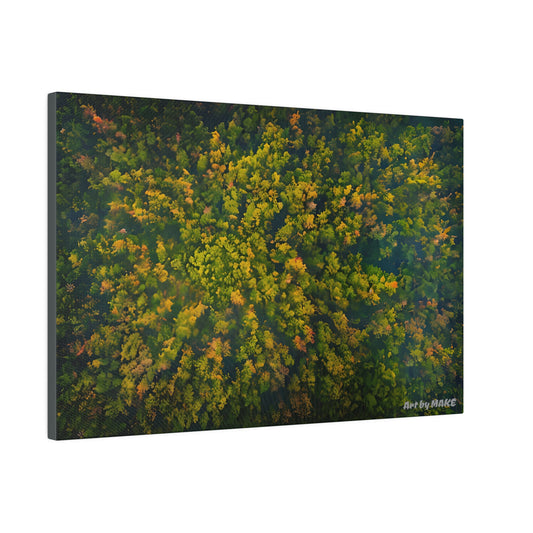 Bird's-eye view of forest canopy