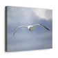 Art By Aped 2022 Canvas Wraps Seagull 2