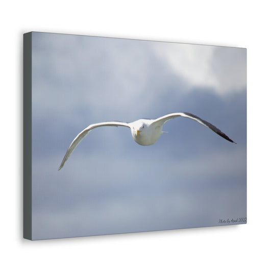 Art By Aped 2022 Canvas Wraps Seagull 2