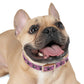 Heart and Paws Pink Dog Collar